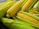 Sweet Corn