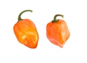 Chilli Habanero (Yellow)