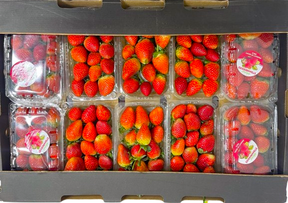 صورة المنتج