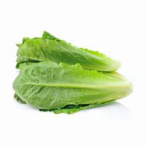 Romaine Lettuce