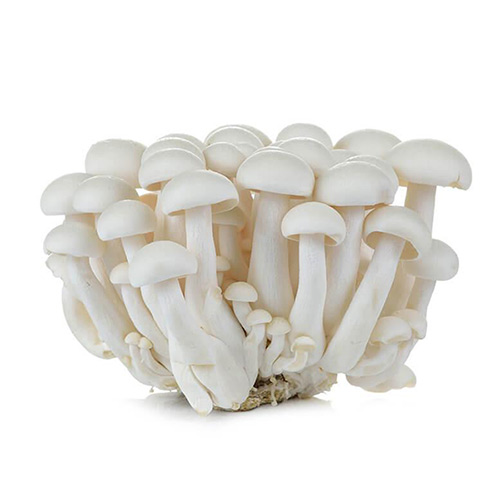 Mushroom Shimeji (White)