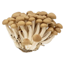 Brown Mushroom