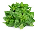 Basil [Kuwait]