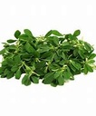 Fenugreek Green [Kuwait]