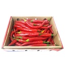 Red Chili Pepper [Kuwait]