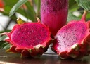 Dragon Fruits Red [Thailand]