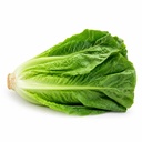Romaine Lettuce [Jordan]