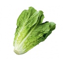 Romaine Lettuce [Kuwait]