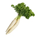 White Radish [Kuwait]