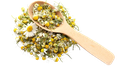 Chamomile [Syria]