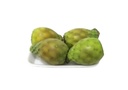 Barbary Fig [Colombia]