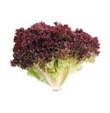 Lettuce Lolo Rosso [Kuwait]