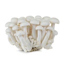 Mushroom Shimeji white [China]