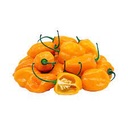 Chilli Habanero (Yellow) [Spain]