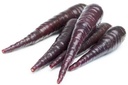 black Carrots [Turkey]